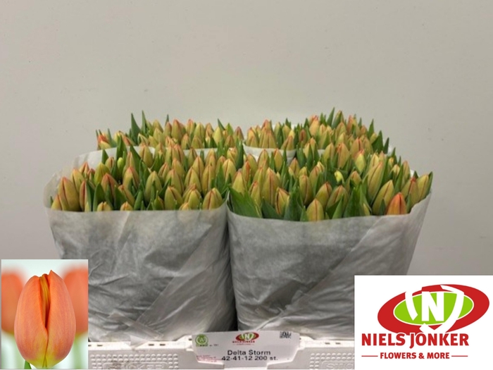 <h4>TU EN DELTA STORM</h4>