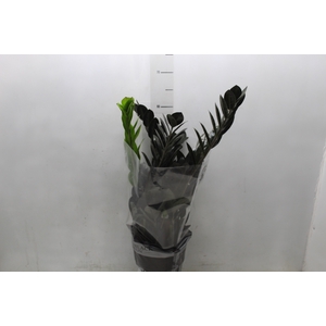 ZAMIOCULCAS BLACK DOWON P18