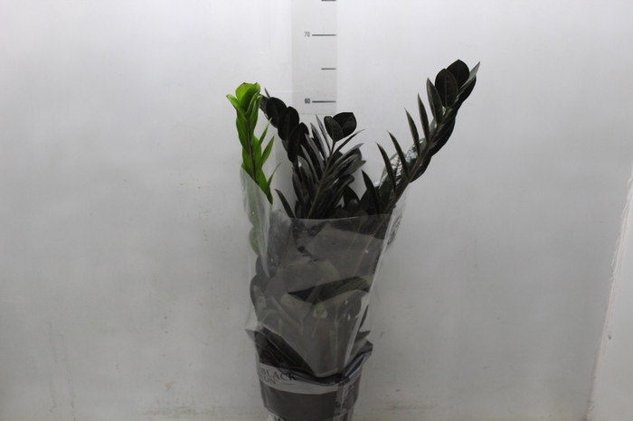 <h4>ZAMIOCULCAS BLACK DOWON P18</h4>