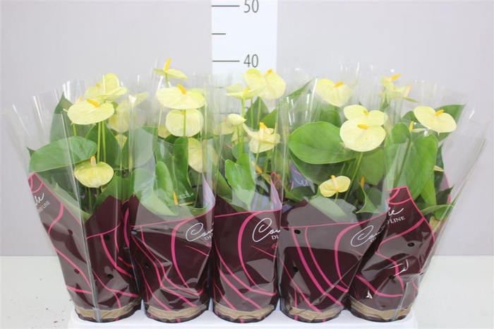 <h4>Anth An Vanilla</h4>