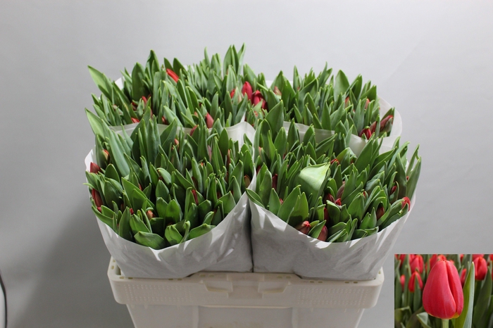 <h4>TU EN RED STONE</h4>