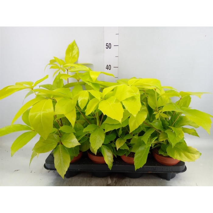 <h4>Schefflera actin.</h4>