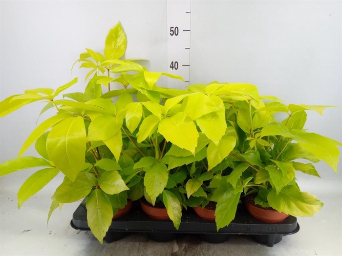 <h4>Schefflera actin.</h4>