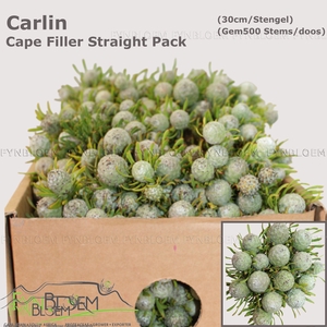 LEUCAD GALPINII