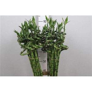 Drac Lucky Bamboo