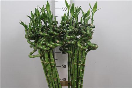 <h4>Drac Lucky Bamboo</h4>