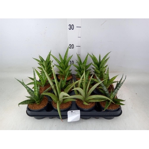 Sansevieria cyl.  ...