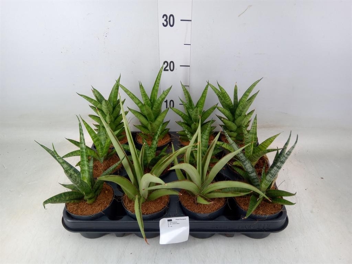 <h4>Sansevieria cyl.  ...</h4>