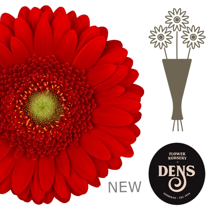 <h4>GE MI CHILI</h4>