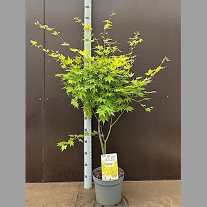 ACER PA ORANGE DREAM