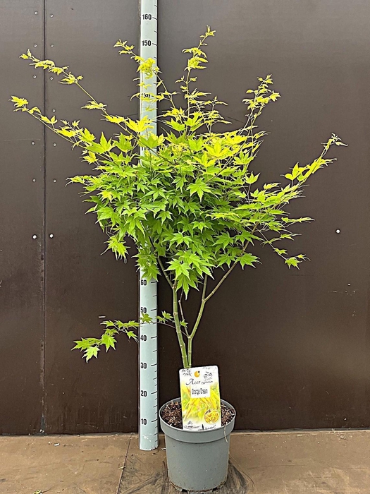 <h4>ACER PA ORANGE DREAM</h4>