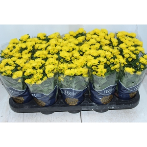 CRISANTEMO MINI P11 AMARELO