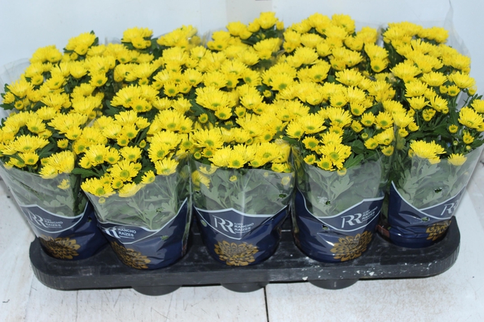<h4>CRISANTEMO MINI P11 AMARELO</h4>
