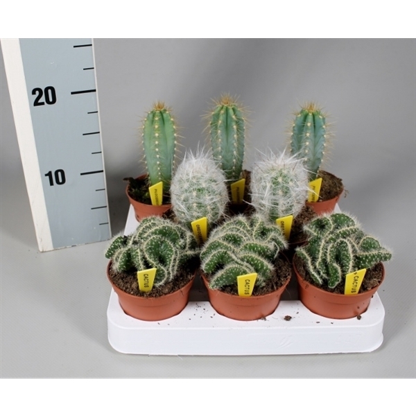 <h4>Cactus 8,5 cm mix op rij met naametiket</h4>