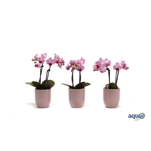 Hugo Silver Pink Tiny Dolls Roze 2T10+ Aqu@