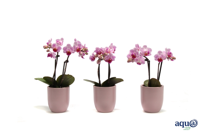 <h4>Hugo Silver Pink Tiny Dolls Roze 2T10+ Aqu@</h4>