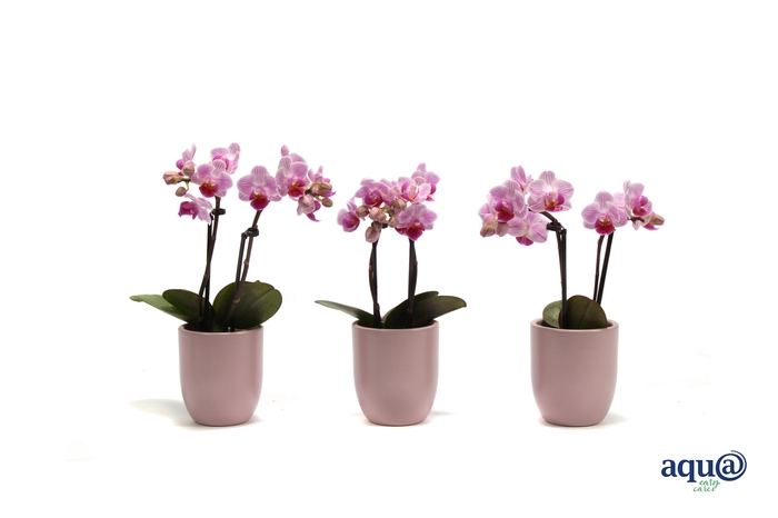 <h4>Hugo Silver Pink Tiny Dolls Roze 2T10+ Aqu@</h4>