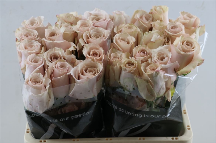 <h4>R Gr Quicksand</h4>