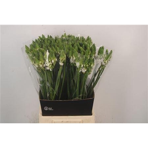 Ornithogalum Thyrsoides White