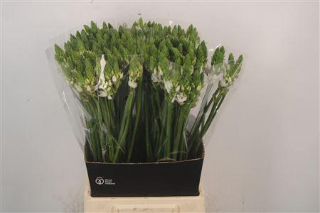 <h4>Ornithogalum Thyrsoides White</h4>