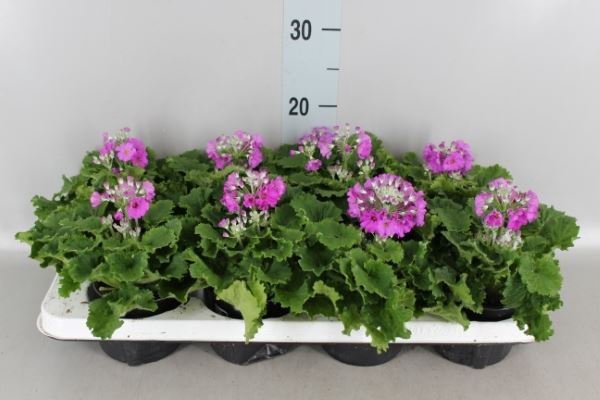 <h4>Primula malacoides</h4>