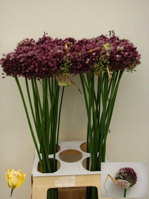 <h4>ALLIUM PURPL MYSTERY</h4>