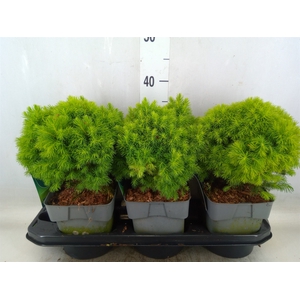 Picea glauca 'Alberta Globe'