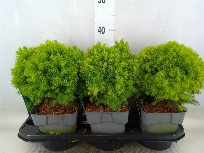 <h4>Picea glauca 'Alberta Globe'</h4>