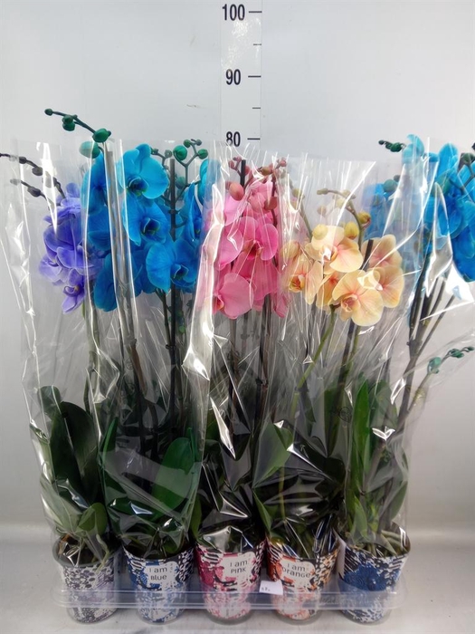 <h4>Phalaenopsis ...</h4>