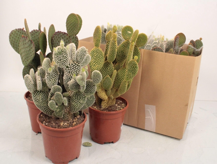 <h4>Opuntia Microdasys Gemengd</h4>