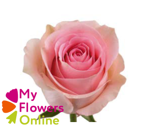<h4>R Gr Luciano Pink 50cm EC</h4>