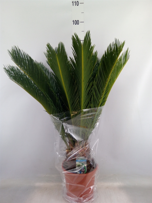 <h4>Cycas revoluta</h4>