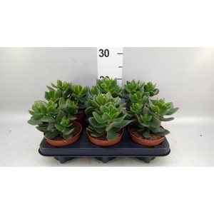 Crassula  'Hulk'