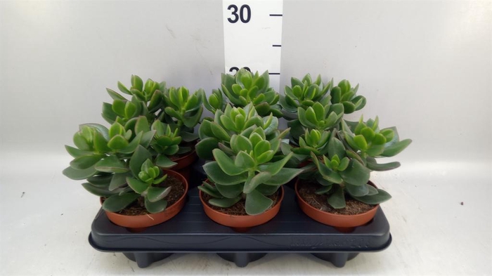 <h4>Crassula  'Hulk'</h4>