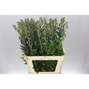 Aconitum Car Arendsii