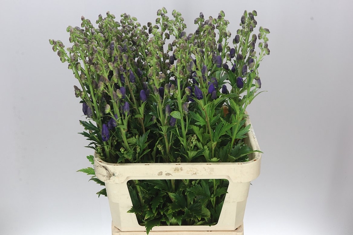 <h4>Aconitum Car Arendsii</h4>