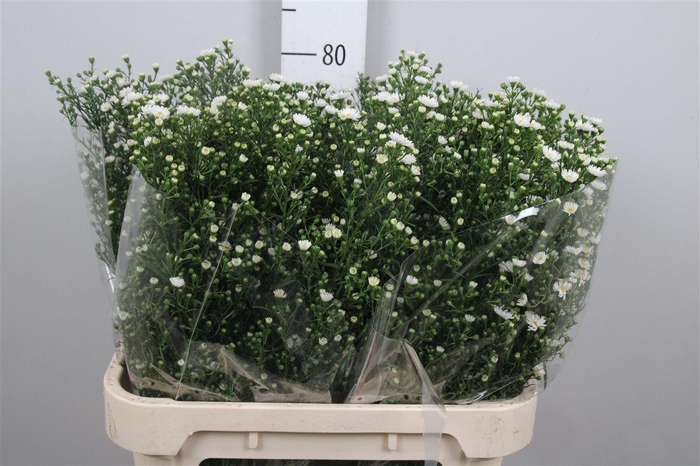 <h4>Ast Paquita</h4>