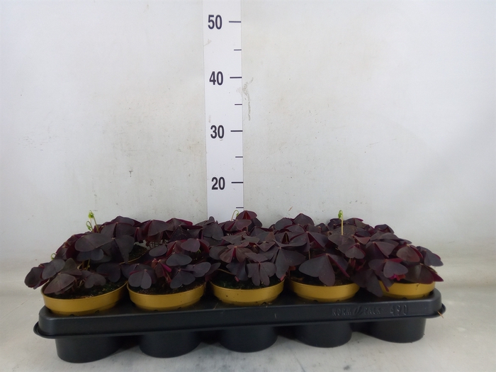 <h4>Oxalis trian.</h4>