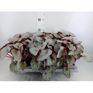Begonia BD 'Hawaiian Silver'