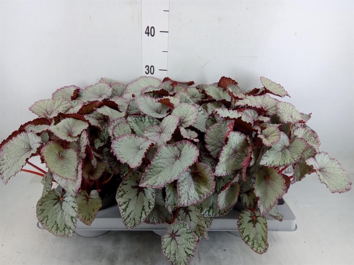 <h4>Begonia BD 'Hawaiian Silver'</h4>