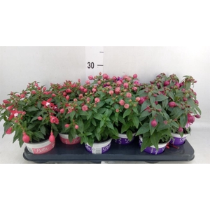 Fuchsia  'Bella Fuchsia'  ..mix