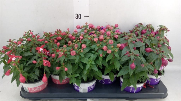 <h4>Fuchsia  'Bella Fuchsia'  ..mix</h4>