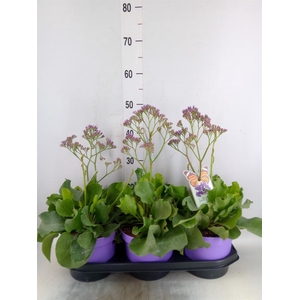 Limonium  'Salt Lake'