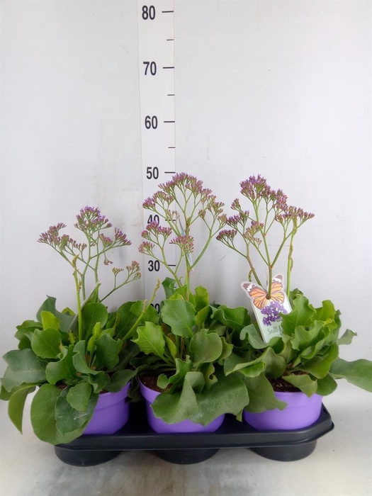 <h4>Limonium  'Salt Lake'</h4>