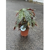 BEGONIA MACULATA P19