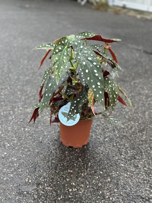 BEGONIA MACULATA P19