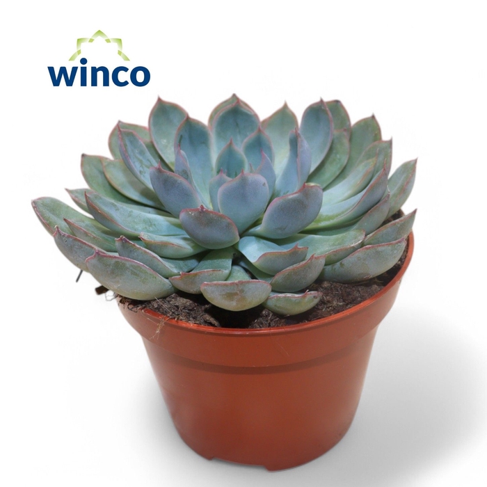 <h4>Echeveria Pulidonis Grey</h4>