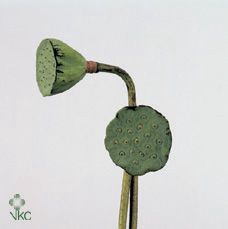 Nelumbo nucifera