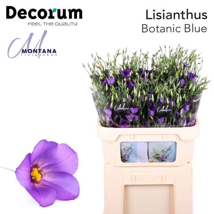 Lisianthus Botanic blue 75cm