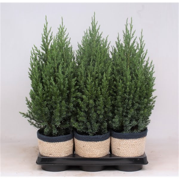 <h4>Stricta P-13 in mand JELLE- 3 kleuren per tray!</h4>